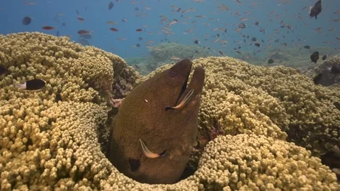 Close shot of a Giant moray eel is getting cleaned by a cleaner wrasse on Stock Footage 158018223