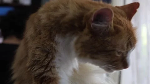 Close-up Shot of a Ginger Cat Grooming Itself Indoors Stock Footage 337483246