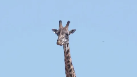 Close up shot of Giraffe head chewing her mouth in Maasai Mara Stock Footage 98845059