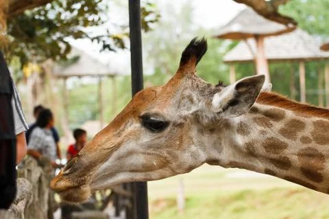 Close up shot of giraffe head 写真素材