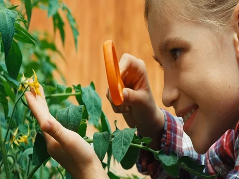 Close up shot girl using magnifying glass studying flowers of tomatoes Video stock 84594501