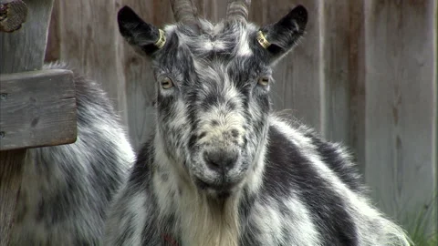 Close-Up Shot of Goat Eating Stock Footage 288613574