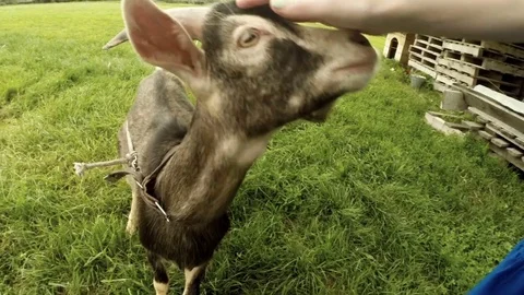 Close up shot of a goat. Stock Footage 83106955