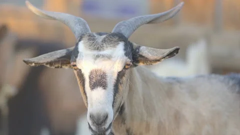 Close Up Shot Of A Goat Looking At Camera Stock Footage 148548841