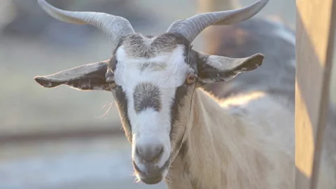 Close Up Shot Of A Goat Staring At Camera Vídeos de archivo 148549996