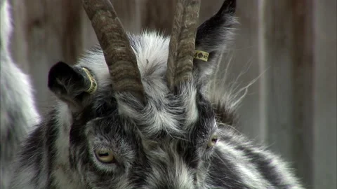 Close-Up Shot of Goats Stock Footage 288613685