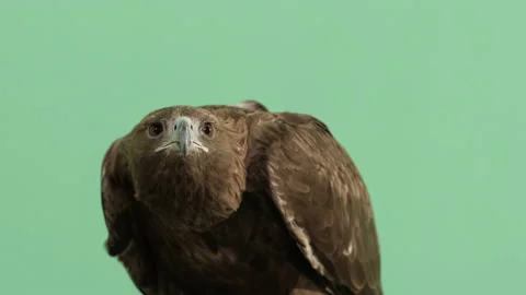 Close Up Shot of a Golden Eagle Looking Around. Green Screen 4K Prores. Stock Footage 196874982