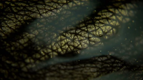 Close-up Shot Of Golden Leather Stock Footage 94366033