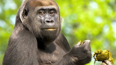 Close up shot of gorilla eating fresh food in nature forest environment during Stock Footage 340861870
