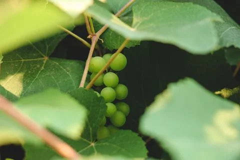 Close up shot of a grape bunch partially hidden behind grapevine leaves Stock Photos