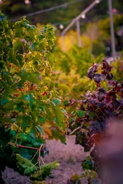 Close up shot of grape tree with green yellow and purple colors Stock Photos