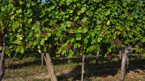 Close-up shot on the grape trees. Vineyard of Alsace, France. Stock Footage 145964651