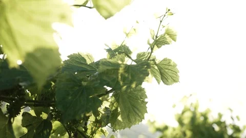 An up-close shot of a grape vine in a vineyard with the sun revealing mountains Vídeo Stock 313099420