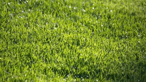 Close-up shot of a grass being sprayed with water Video stock 91662099