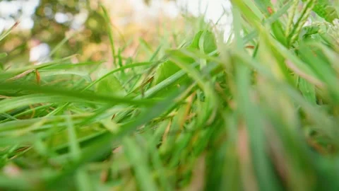 Close-up shot of grass from below Stock Footage 254755911