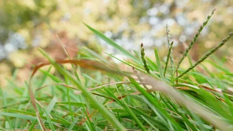 Close-up shot of grass from below Stock Footage 254756035