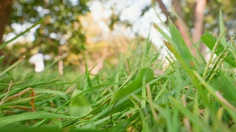 Close-up shot of grass from below Stock Footage 254924153