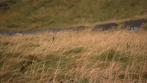 Close up shot of grass blowing in the wind Stock Footage 87403005