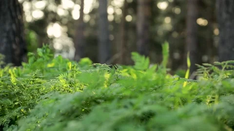 Close up shot of grass in the forest Stock Footage 132685849