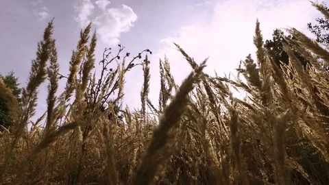 Close-up shot of grass on green meadow on the background of blue bright sky. 4K Stock Footage 73723151