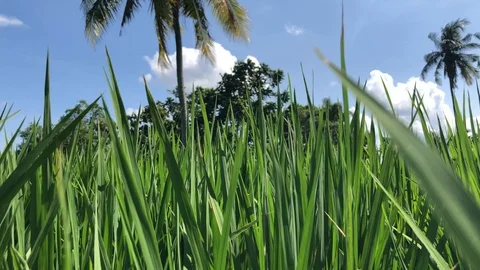 Close up shot of grass with palms background Vidéo 108208127