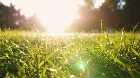 Close up shot of grass in park in sun beams during sunrise Vídeos de archivo 65261332