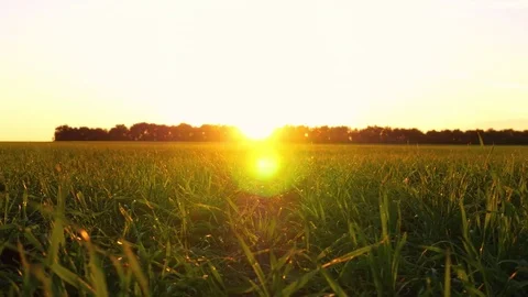 Close up shot of grass in park in sun beams during sunrise Stock Footage