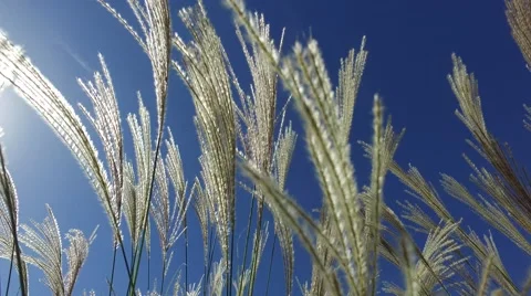 Close up shot of grass swaying gently in the wind against the sky Stock Footage
