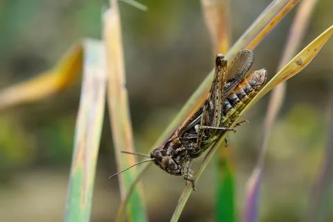 Close up a shot of Grasshopper in grass Foto stock