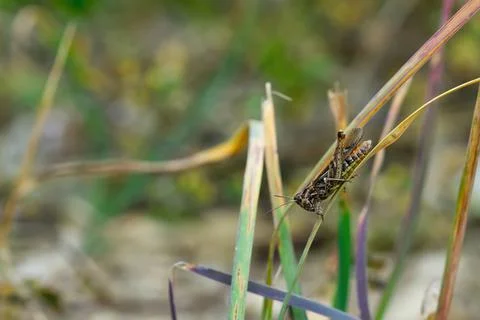 Close up a shot of Grasshopper in grass Foto stock