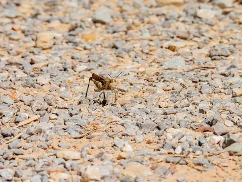 Close up shot of grasshopper Stock Photos