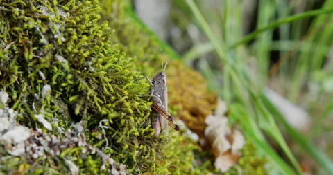 Close up shot of a grasshopper standing on moss Stock Footage 260140018