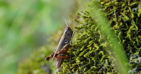 A close up shot of gray grasshopper with orange legs standing steadily on a moss Stock Footage 260113913