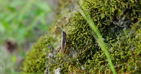 Close up shot of gray grasshopper with orange legs standing on moss Stock Footage 260136217