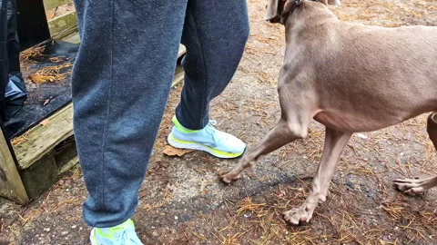 Close up shot of a gray pointer dog on a leash being walked by his owner Stock Footage 294130335