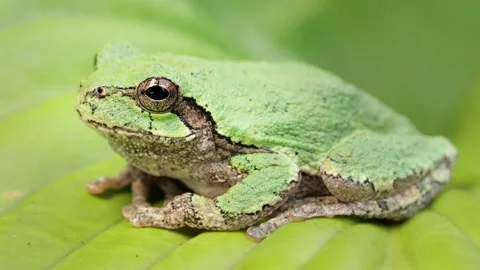 Close-up shot of an  Gray Treefrog Stock Footage 337078038