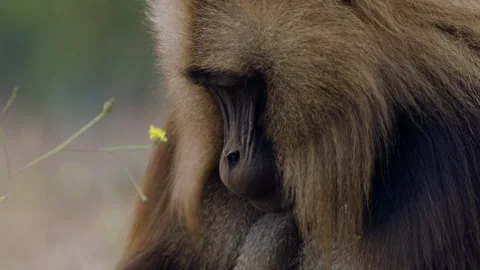 Close Up Shot Of A Grazing Gelada Monkey In Simien Mountains National Park Stock-Footage 315427245