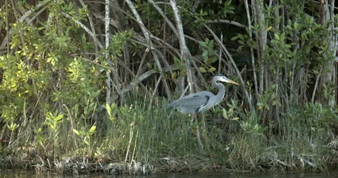 Close Up Shot of Great Blue White Heron Bird Exotic Jungle Mexico Animal Cenote Vidéo 146800486
