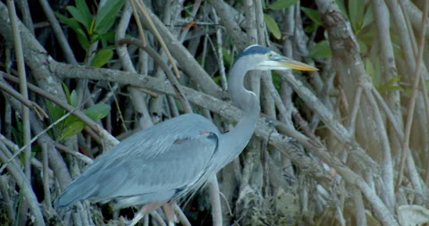 Close Up Shot of Great Blue White Heron Bird Exotic Jungle Mexico Animal Cenote Vidéo 146800499