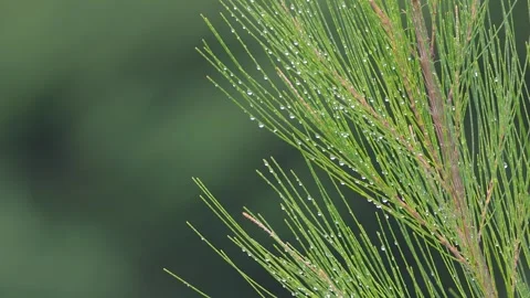 Close up shot of green Conifer tree branch with water droplets after rain Stock Footage 310568743