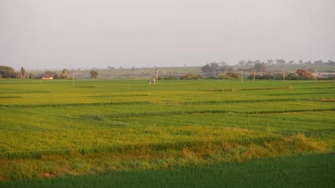 Close shot of green crops in fields, Crops in fields of India Stock Footage 151912959