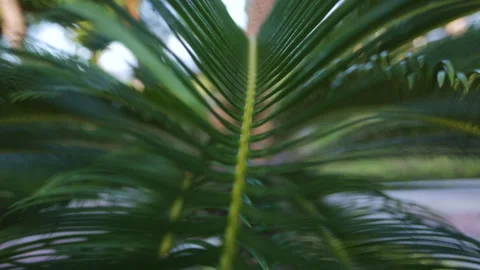 Close up shot of green cycad palm frond moving downward Video stock 338340341
