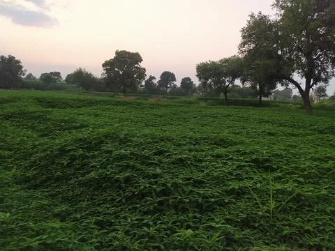 A close up shot of green fields . Stock Photos