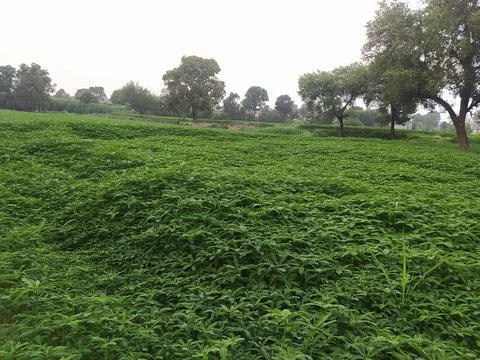 A close up shot of green fields . Stock Photos