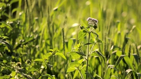 Close up shot of green fields of wheat Stock Footage 199275119