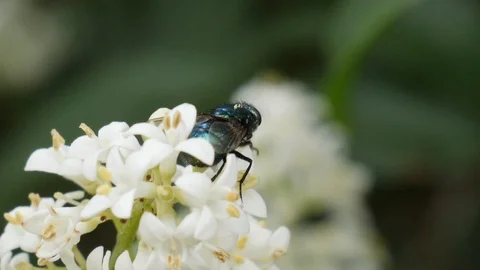 Close up shot of a green fly sitting on a white flower or blossom cleaning Stock Footage 110893155