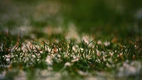 Close up shot of green grass covered with some frozen snow Vídeos de archivo 231345535