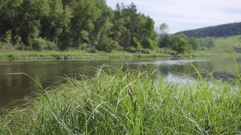 Close-up shot of green grass by the river on a summer day. Stock Footage 116640254