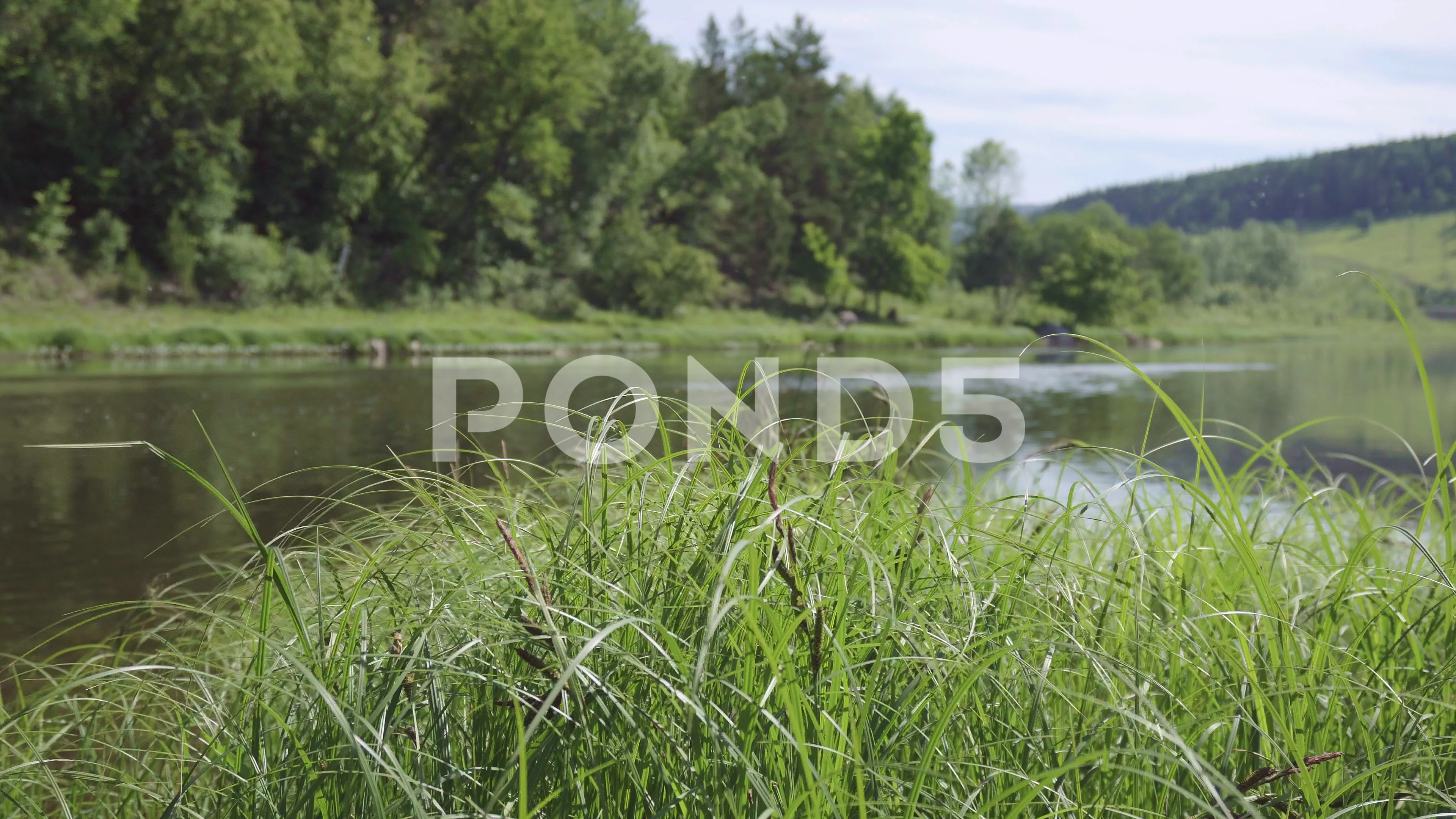 River Grass Stock Footage Royalty Free Stock Videos Pond5