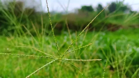 Close Up Shot of Green Grass Seed Head Swaying in Field Stock Footage 341668495